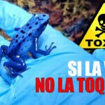 🐸 Descubre el fascinante mundo de las 🐸 ranas azules: características, hábitat y curiosidades