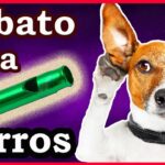 🐶✨ El Mejor Silbato para Perros: ¡Descubre cómo entrenar de manera efectiva a tu fiel compañero!